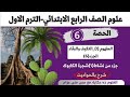 الحصة السادسة علوم رابعة المفهوم الاول شجرة الكابوك والنخل و تعريف التكيف العلوم ده حكاية 