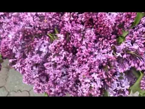 ალტერ ეგო