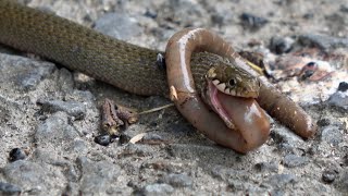 Snake Eating Lo Mein