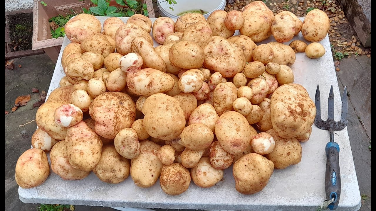Main crop potato harvest YouTube