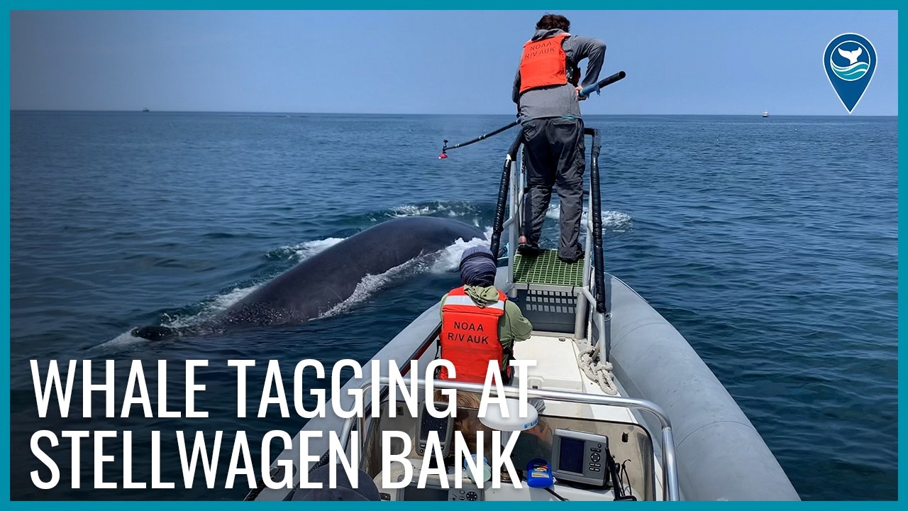 Whale Tagging in Stellwagen Bank National Marine Sanctuary