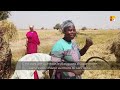 Des femmes aux champs rizicoles malgré l'insécurité