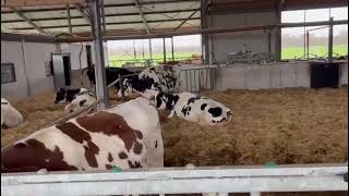 How to design a stress-free calving line?