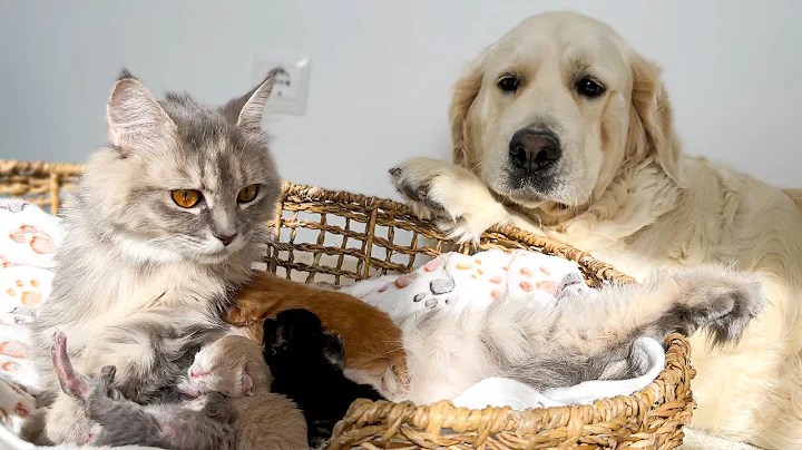 Golden Retriever Reacts to Mother Cat and Her Tiny Newborn Kittens!