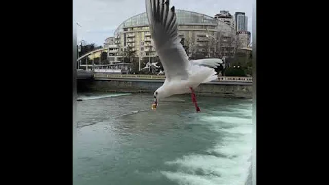 Птицы Сочи. Чайки в деле