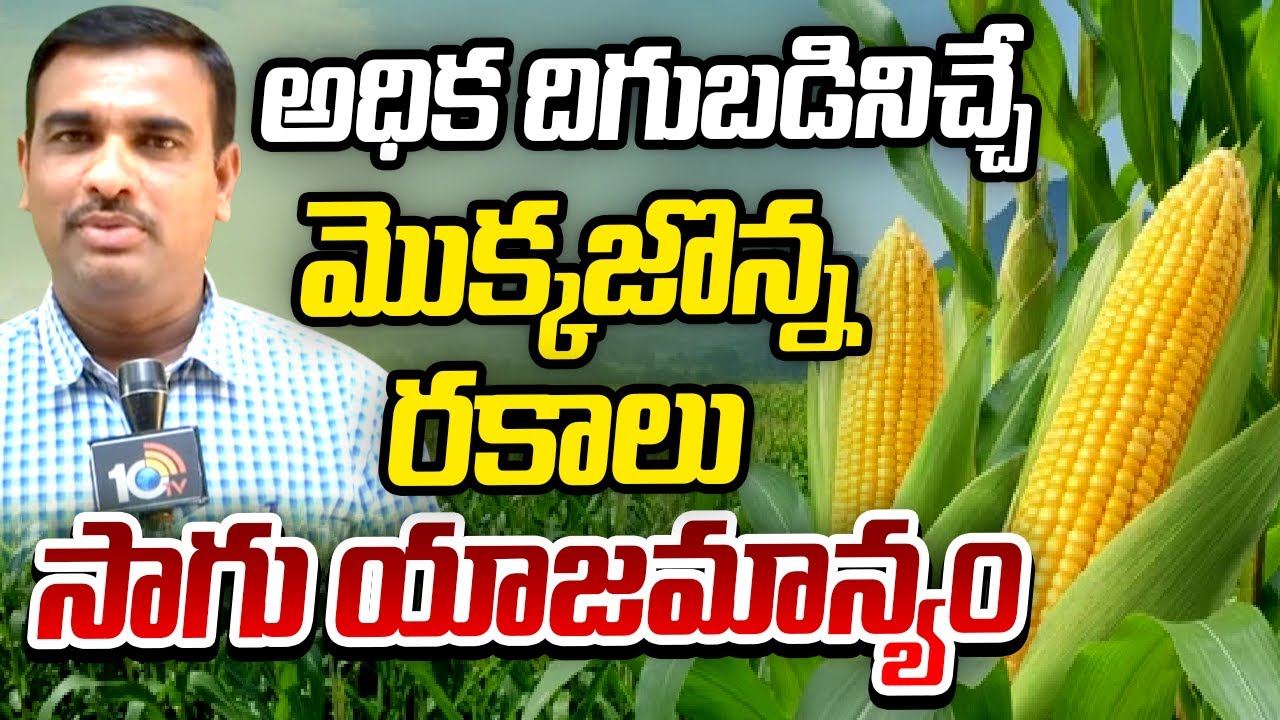 అధిక దిగుబడినిచ్చే మొక్కజొన్న రకాలు సాగు యాజమాన్యం | High Yielding Maize Varieties | Matti Manishi