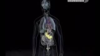 Alkol Içince Vücutta Neler Oluyor Cevabı Video Da