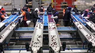 GP Graders Chile 2019 - 10 Lane Cherry Defect Grading Line