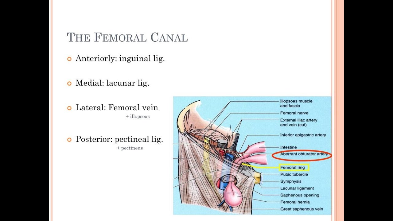 Femoral Triangle – Earth's Lab