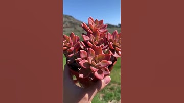 Thumbnail of Graptodesum California Sunset ✨The Succulent Cult✨ Succulent ship cuttings #shorts #plantmail