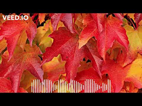 Alemayehu Edmealem Liben Manaye ልቤን ማንአየ New Ethiopian Music Lyrics