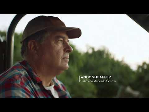 Video: Avocado Acres House i Californien afslører en skrånende buet tag