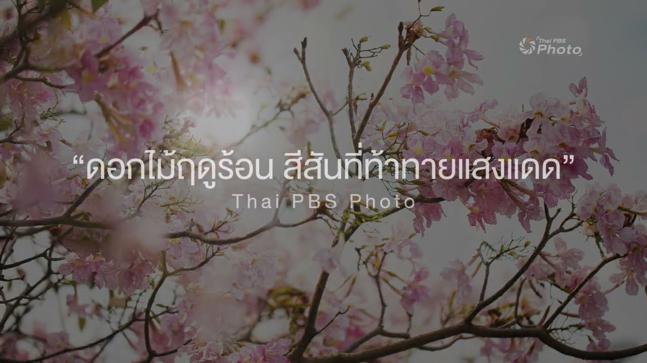 ดอกไม้ฤดูร้อน สีสันที่ท้าทายแสงแดด | Thai PBS Photo