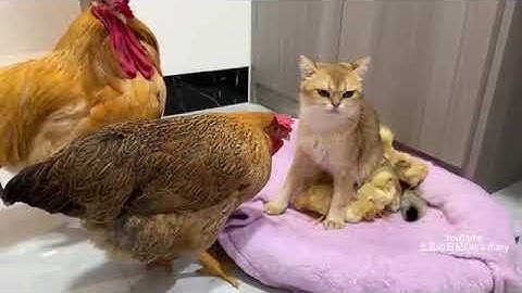 The rooster the hen confused! The kitten takes the chicks to sleep with the mother cat. Funny cute