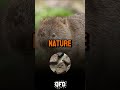 🐾 Did you know wombats poop cubes? 🤯 #funfacts  #QuirkyFactsDaily #dailyfacts #facts