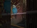 happy bird sound 🫶🏻💙. #bird #parakeet #sound #voice #happy #budgie