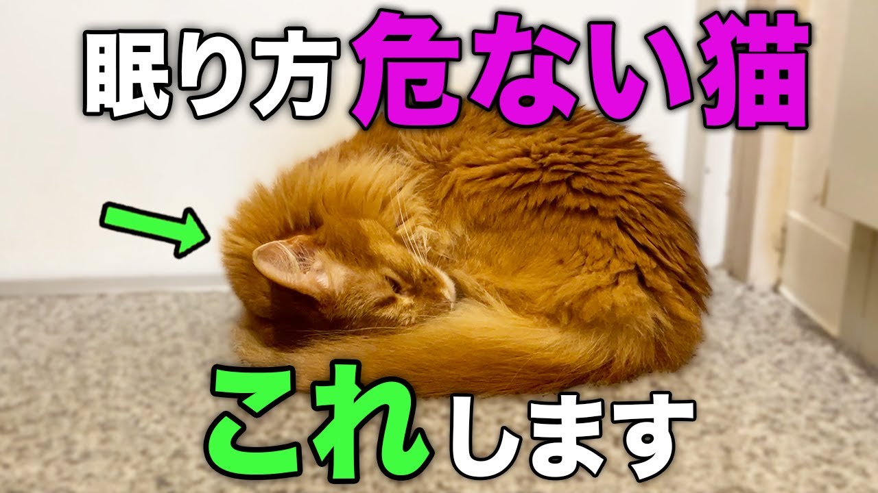 【知らないと後悔する】猫の危険な眠り方7選