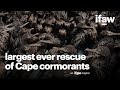 What it takes to conduct the largest ever rescue of endangered Cape cormorants