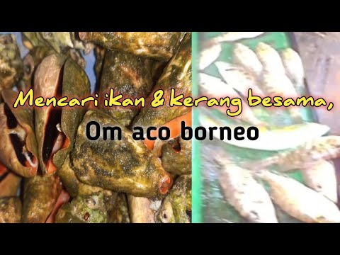 Edisi Mencari lkan dan kerang(kokou) bersama kapten Om aco borneo ‼️ X kolouma❗