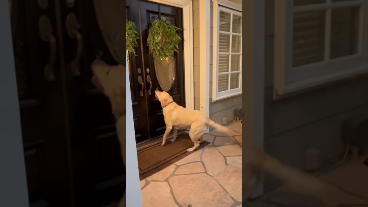 Persistent Traveling Sales Dog Rings Doorbell Until Customer Opens Door 