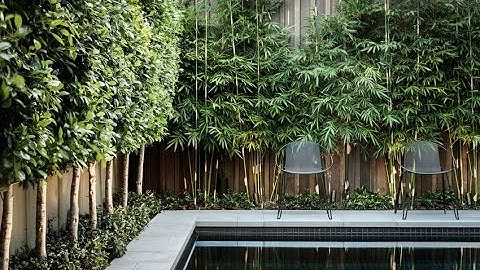 Privacy Plants for Screening Your Yard in Style