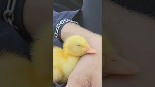 cute baby duck falls asleep in your arms. #cute #babyanimals #pets #ducks #sleepy
