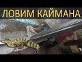 Ловим беременную самку крокодилового каймана!