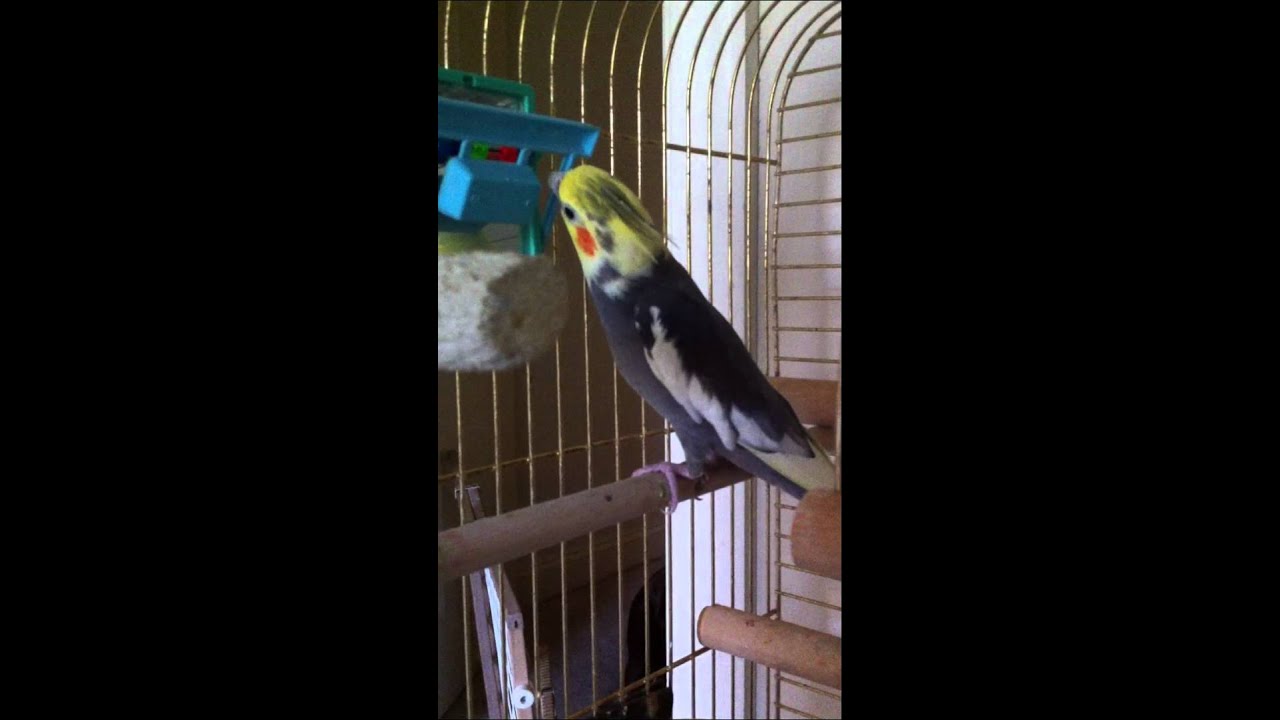 Bird whistles andy griffith theme song youtube