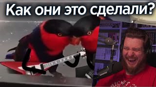 видео: ПОПУГАИ С ГИТАРАМИ И ДРУГИЕ РАЗРЫВЫ ШАБЛОНОВ | РЕАКЦИЯ НА Yuri The Professional картинка: ПОПУГАИ С ГИТАРАМИ И ДРУГИЕ РАЗРЫВЫ ШАБЛОНОВ | РЕАКЦИЯ НА Yuri The Professional