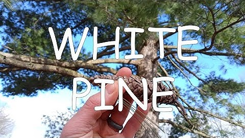How to identify white pine (Pinus strobus) | TREE ID #1