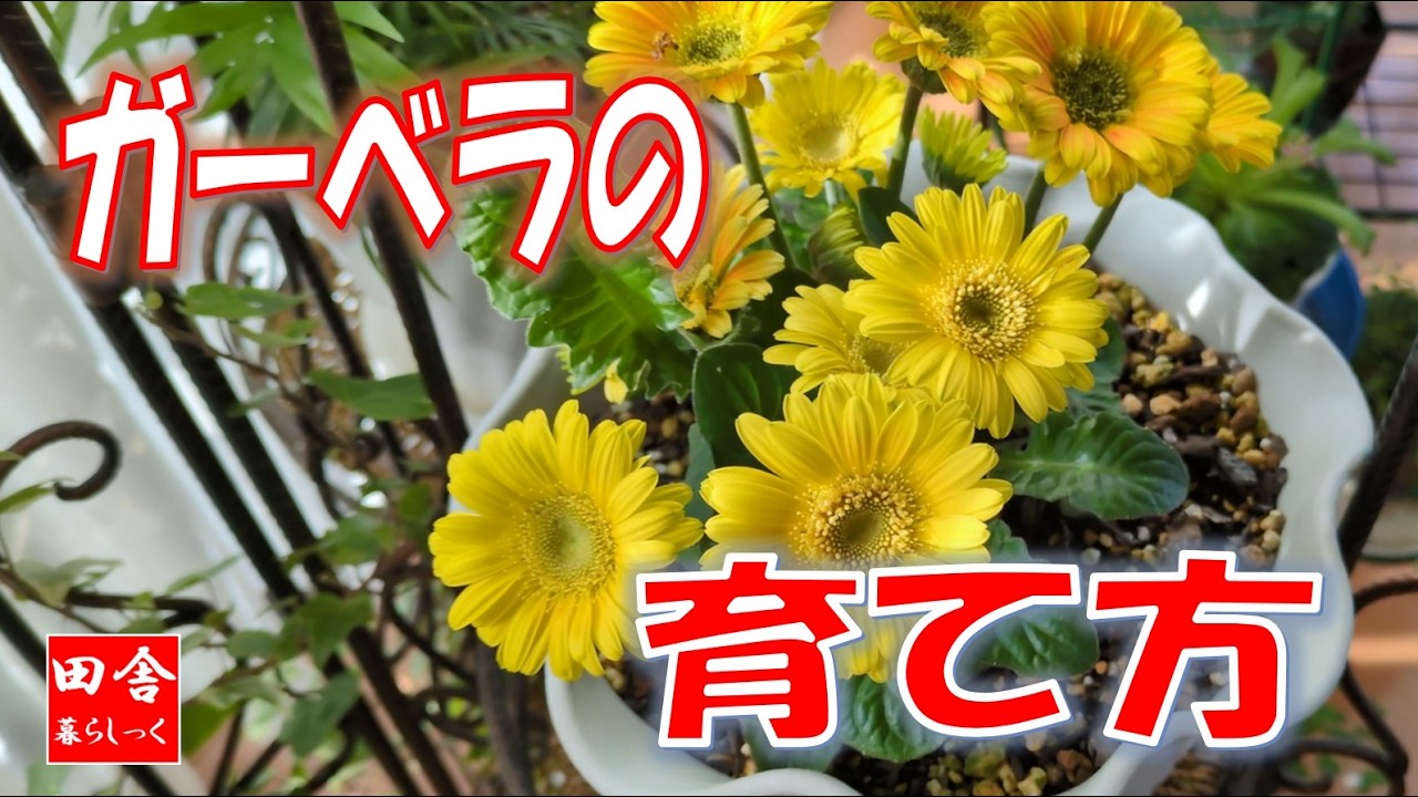 ガーベラの育て方