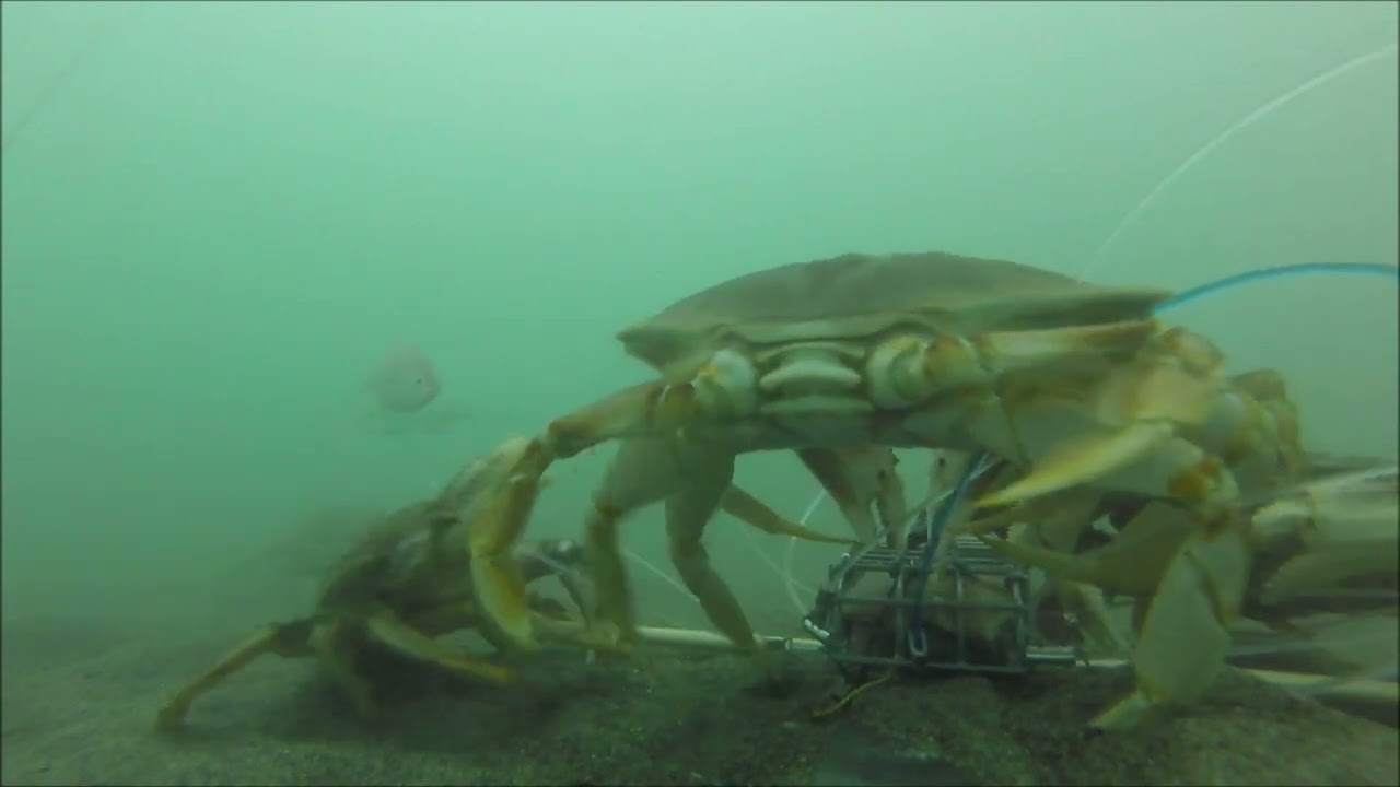 Gopro Underwater Crabbing