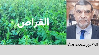 الدكتور محمد فائد  || تعريف نبات القراص