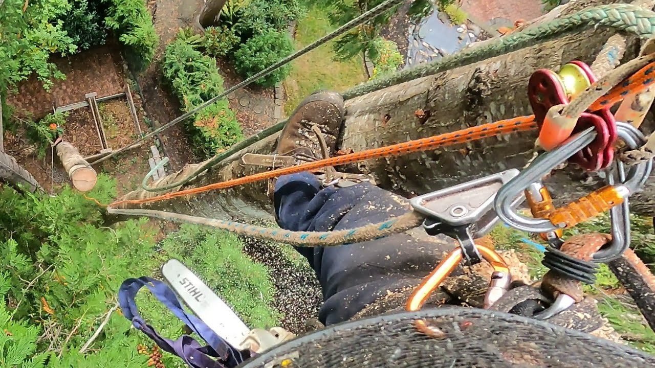 Irishman removes 100' dead tree with Walkerized Stihl 500i