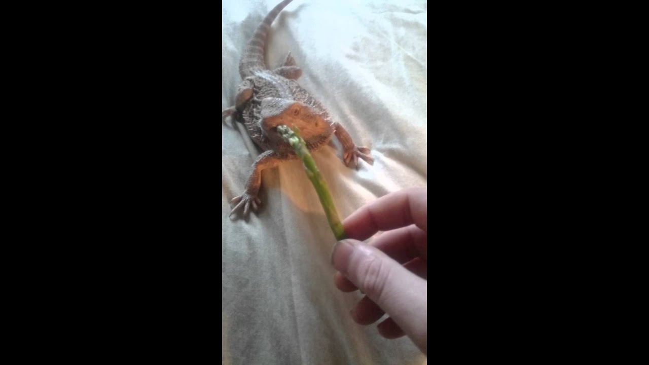 camera iphone 8 plus apk Scully my female bearded dragon eating asparagus