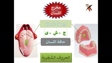 تعلم قراءة القرآن وقواعد التجويد - مخارج الحروف - مخرج اللسان - المخارج الخاصة بوسط وحافة اللسان