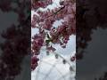 🐝🌸🎡#весна #spring #flowers #cherryblossomseason #сакура #природа #sakura #nature #fyp