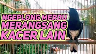 suara burung kacer ngeplong gacor sangat ampuh buat pancingan kacer bahan bikin cepat gacor
