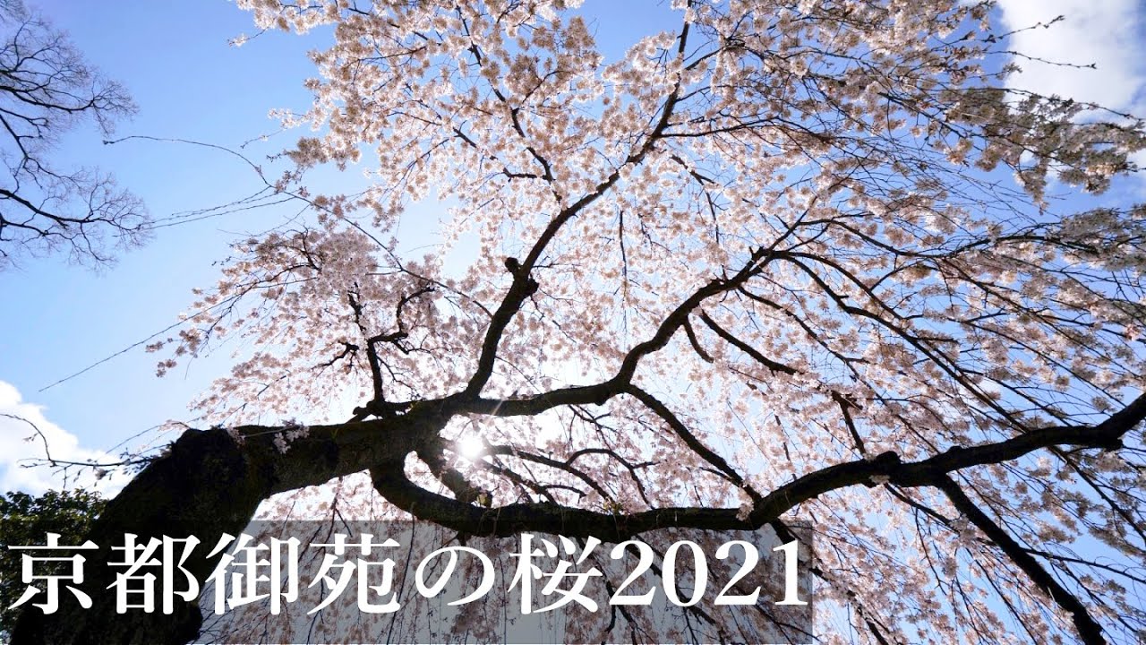 京都御苑の桜21 Cherry Blossoms Youtube