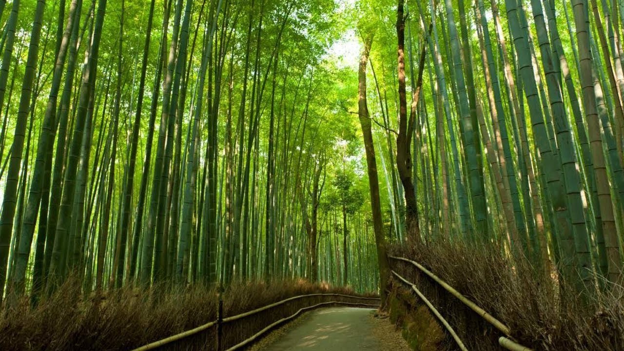 Japan Kyoto Arashiyama Bamboo Forest Youtube