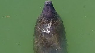 SO CUTE!  Manatees kissing and hugging!