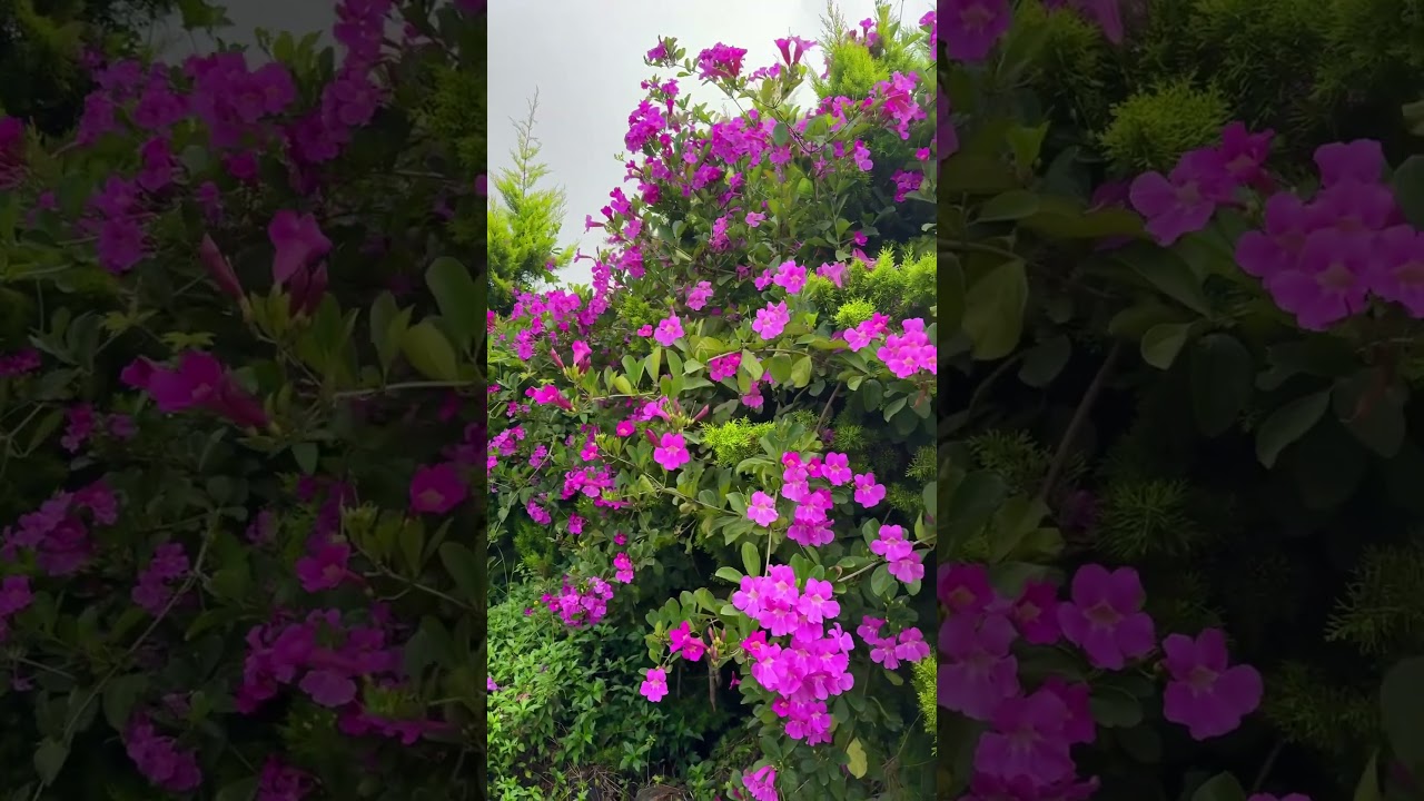 👉 Завод «Светящиеся вина» 🌸 | Тоттатину полное сияние тарум Бигнония подвой ethiyittundu!