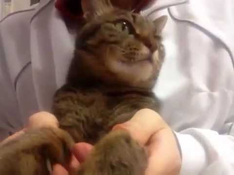 ニャンニャン踊り♡
