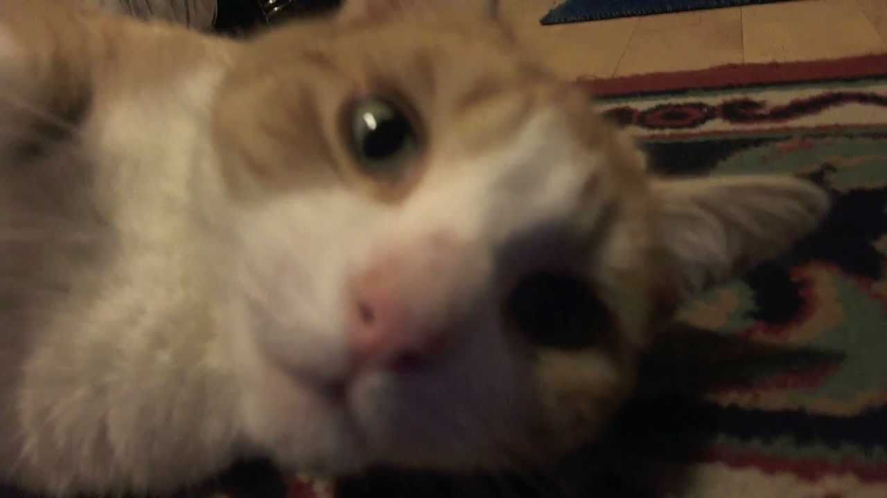 High Definition Kitty [HD] YouTube