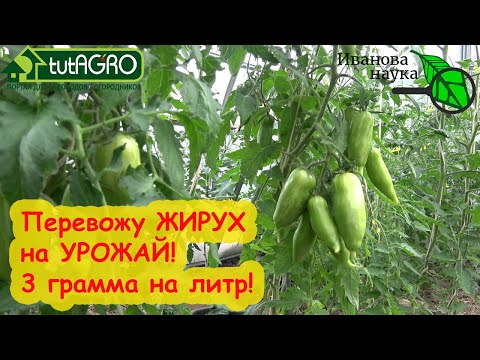 Сниму жирование за четыре минуты! Если томаты жируют, плохо цветут - эта подкормка поможет!