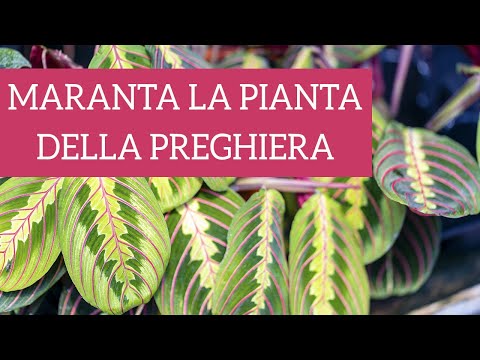 Video: Come si coltivano le Maranta?