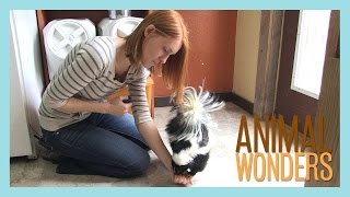 Skunk Training Session