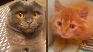 ПРОВИНИВШИЕСЯ КОТЫ ПРОВИНИВШИЕСЯ КОТЫ