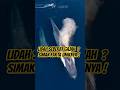 Keajaiban dunia di balik dalamnya lautan 🌊🌈 #faktaunik #fyp #viralvideo #shortsvideo #whale #ocean