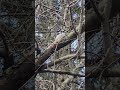 Woodpecker gives a quick tour of its job site. #shorts